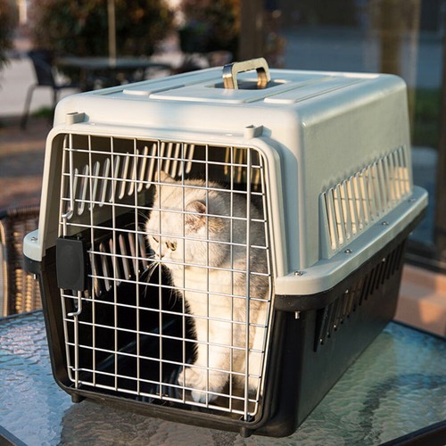 Xlarge dog cat - cat, travel