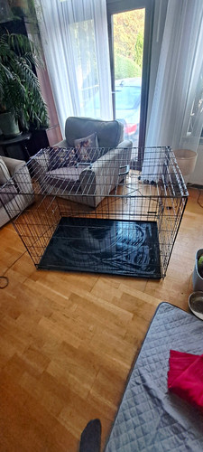 Folding metal wire dog - in,